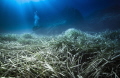 Posidonia meadows