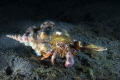 Hermit Crab