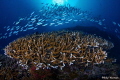 First trip to PNG, I suspect not my last. The trip redefined unspoiled and diverse life.  Abounding fish populations added to the wonder.  Tried a number of occasions to convince myself to switch to my 100mm but the wide-angle was just too good!