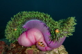 False anemone clownfish on their nec plus ultra home.