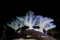 Leopard Slug - Discodoris atromaculata