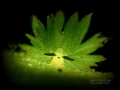
BOTTOMLIGHT, Costasiella sp., YOS Lembeh
Bigblue torch, Lens Noodilab Shamu