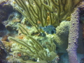 The Coral was pristine.
