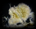 BACKLIGHT, Hairy Shrimp 2mm
APA Anilao