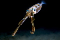 Squid