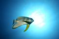 batfish exmouth western australia
17-35mm wide angle lens ikelite strobes canon camera
