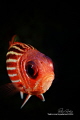 Uc Adaalr / Tekirova / Turkey , 2016 CMAS Altınpalet Underwaterphography Turkey championships, Fish Category winner