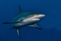 I wanted to capture the power and beauty of this grey reef shark. I think this comes best across when they are doing an abrupt turn away from a head on encounter.