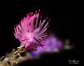S H A D O W
Flabilina