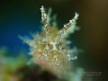 BLUEDOT Seahare 8mm 
3P Romblon