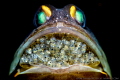 A jaw fish with hundred new life in its mouth. I spent 4 dives to search and wait this shoot.