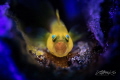S C R E A M E R
Lemon Goby with eggs
(Lubricogobius exiguus)