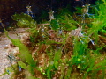 Happy clutch of shrimplets