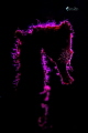 pink back light seahorse