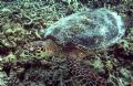 I just love swimming with the turtles. They are so peaceful and majestic. This one was very happy to have his photo taken.