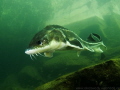 Russian sturgeon