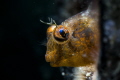 Blenny hiding himself in a tube