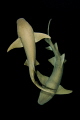 Nurse sharks at night snorkeling