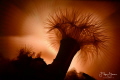 Small snakelocks anemone (Sagartiogeton undatus) in backlight, Zeeland, The Netherlands.