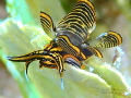TIGER
3P Romblon