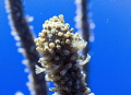 Close up shot of soft coral munching on the passing plankton.  When observed from a distance these colonies look like stalks in the water, but when you get nice and close you can see the beautiful hidden organization.