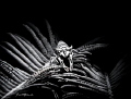 BLACK & WHITE
Crinoid Shrimp