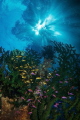 Deacon reef sunlight