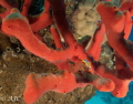 Tiny Pajama Slug on a red finger sponge. I only had my wide angle lens on me so tried to get the shot anyway. I think it kind of worked. Taken using Canon S120, Canon housing, 2x Inon S2000, Inon Wide Angle wet lens