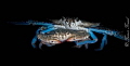 Crab