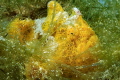 Juvenile painted Frogfish - Komodo NP