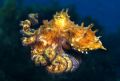 I followed this small octopus for a wile and it changed its shape and colour many times. When it swans to the water column it turned in to this interesting shape!