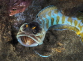 Black cap jawfish
