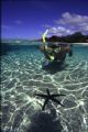 Snorkeller in the shallows of a coral lagoon inspects a Linkia starfish