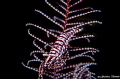 crinoid shrimp