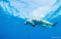 Swim with mermaids,Dugong !
