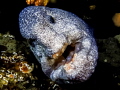 Puget Sound Wolf Eel.