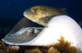 Jack (Carangoides bartholomaei) following stingray (Dasyatis americana). A common foraging association which usually renders nice action scenes. EOS 300d, 17-40mm, two strobes.