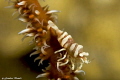 WIRE CORAL SHRIMP