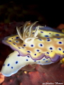 nudibranco
