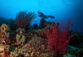 Sea whip's keeper，raja ampat