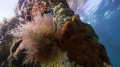 A baby Short-Headed Sea Horse hanging in between an explosion of life