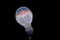 Amphipod from blackwater diving in Romblon