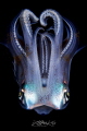 M E D U S A

Squid
(Sepioteuthis lessoniana)