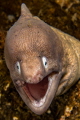 Googly eyes
