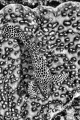 Honeycomb grouper. I loved the juxtaposition of the strong pattern against the coral.