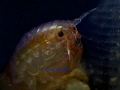 Tiny Amphipod inside a Blue Tunicate.