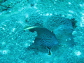 This is a fish watching me. He posed very shyly for the pic