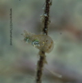 tiny bubbly!