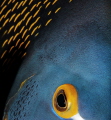 The Eye of French Angel Fish