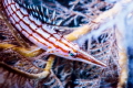 Longnose hawkfish, Owase, Mie, Japan, Depth15m
